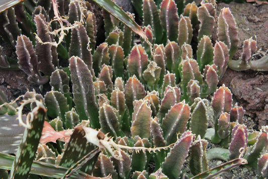 Stapelia gigantea - Aasblume