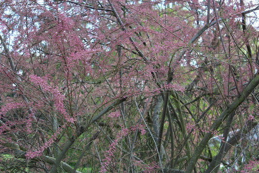 Tamarix gallica - Französische Tamariske