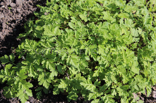 Tanacetum parthenium - Mutterkraut