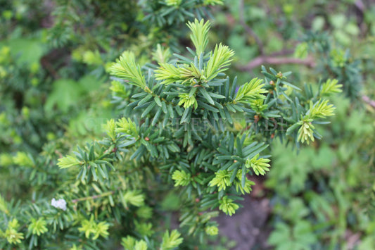 Taxus cuspidata - Japanische Eibe