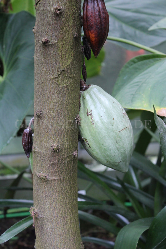 Theobroma cacao - Kakaobaum