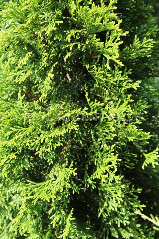 Thuja occidentalis - Abendländischer Lebensbaum
