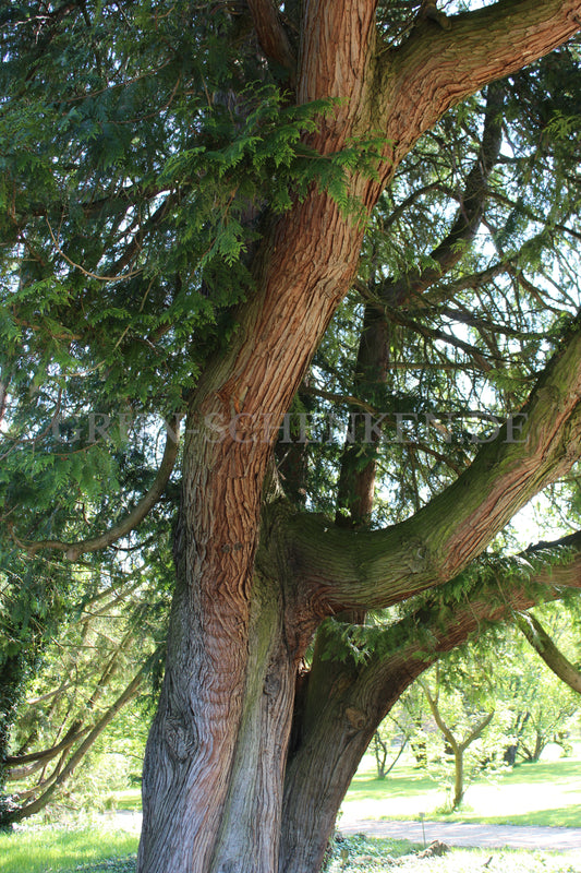 Thuja plicata - Riesenlebensbaum