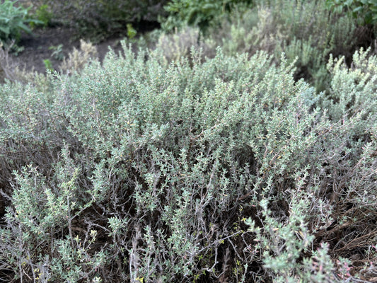 Thymus thracicus - Lavendelthymian