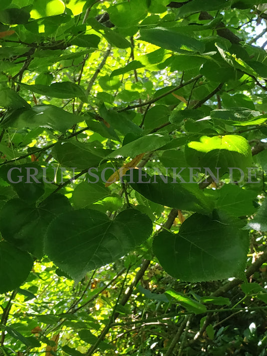 Tilia × euchlora - Krimlinde