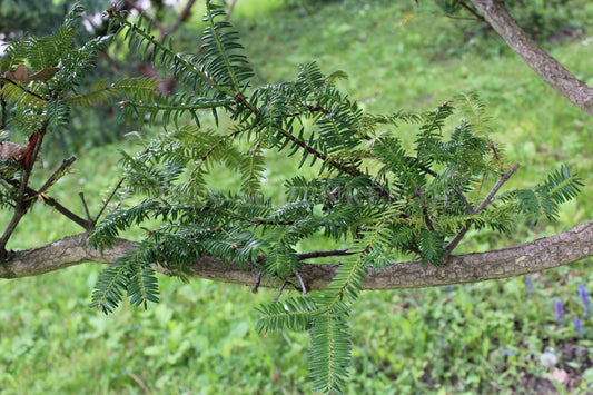 Torreya nucifera - Japanische Nusseibe