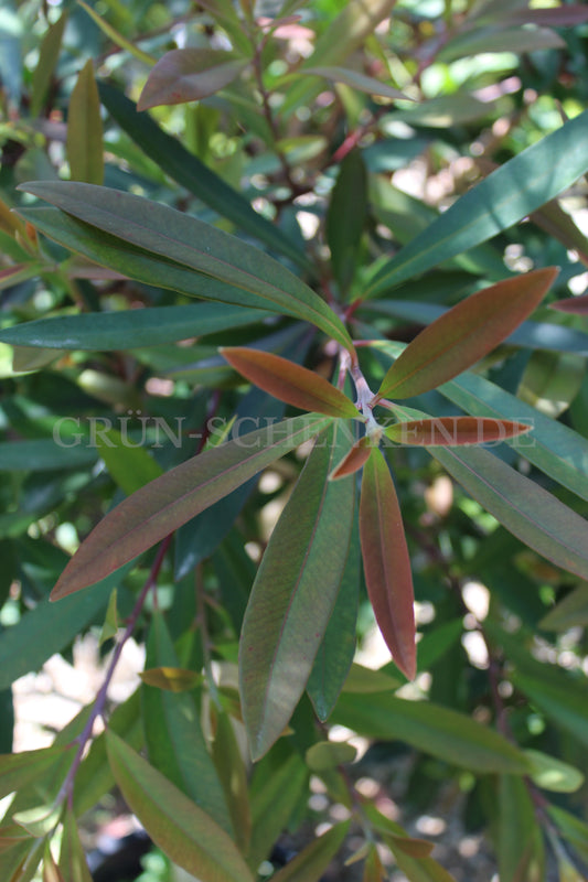 Tristaniopsis laurina - Kanooka