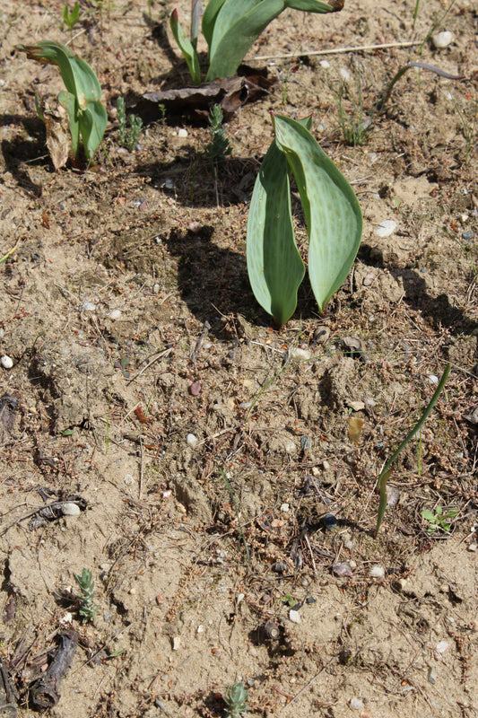 Tulipa greigii - Greig-Tulpe