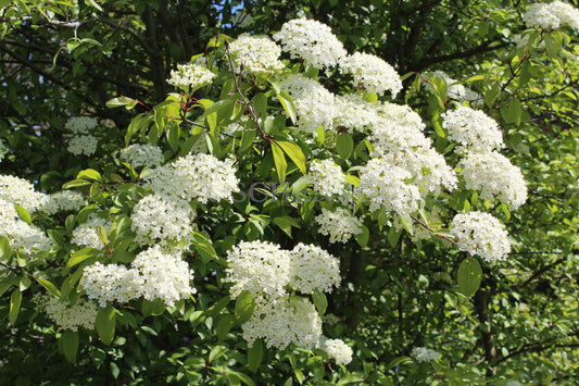 Viburnum prunifolium - Pflaumenblättriger Schneeball