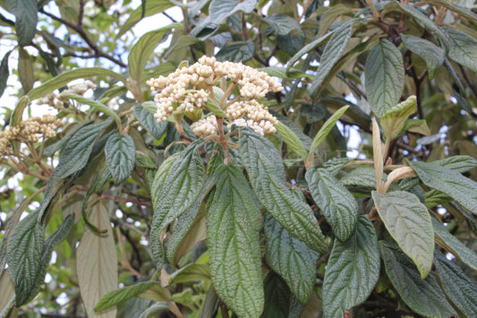 Viburnum rhytidophyllum - Runzelblättriger Schneeball