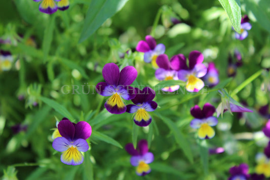 Viola tricolor - Wildes Stiefmütterchen