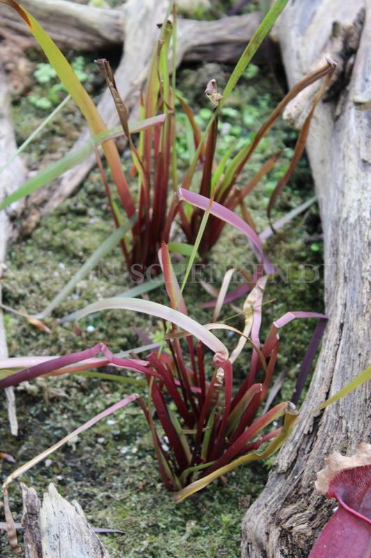 Xyris laxifolia