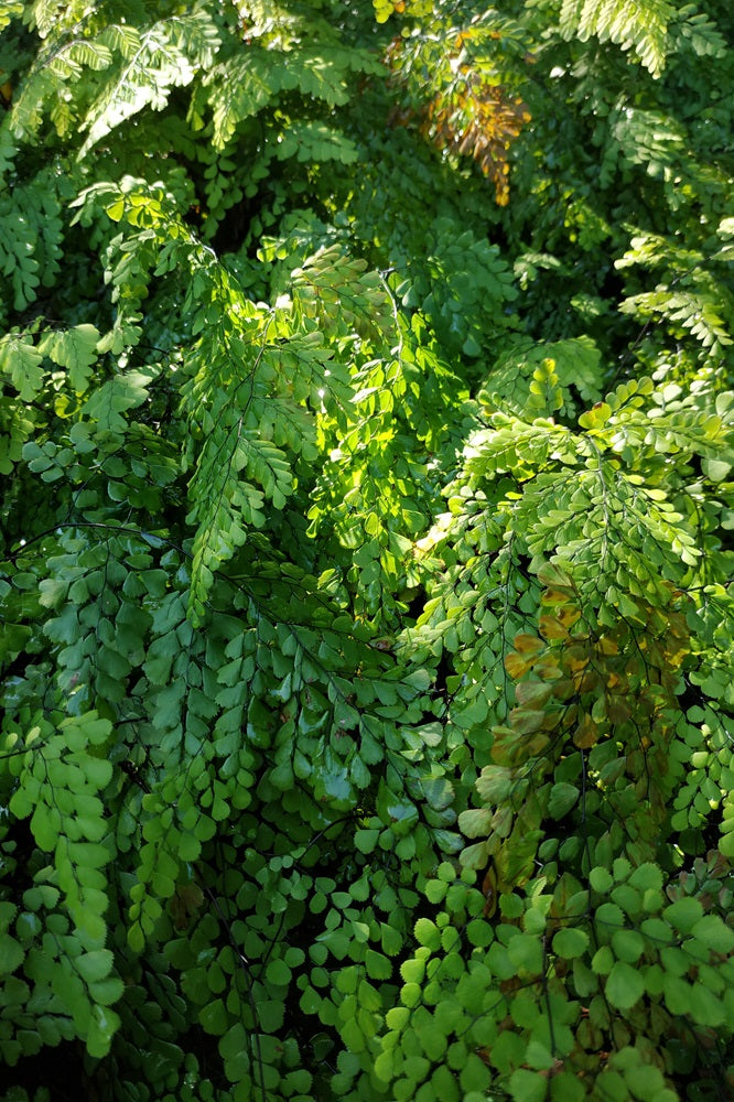 Adiantum venustum - Himalaya Venushaarfarn