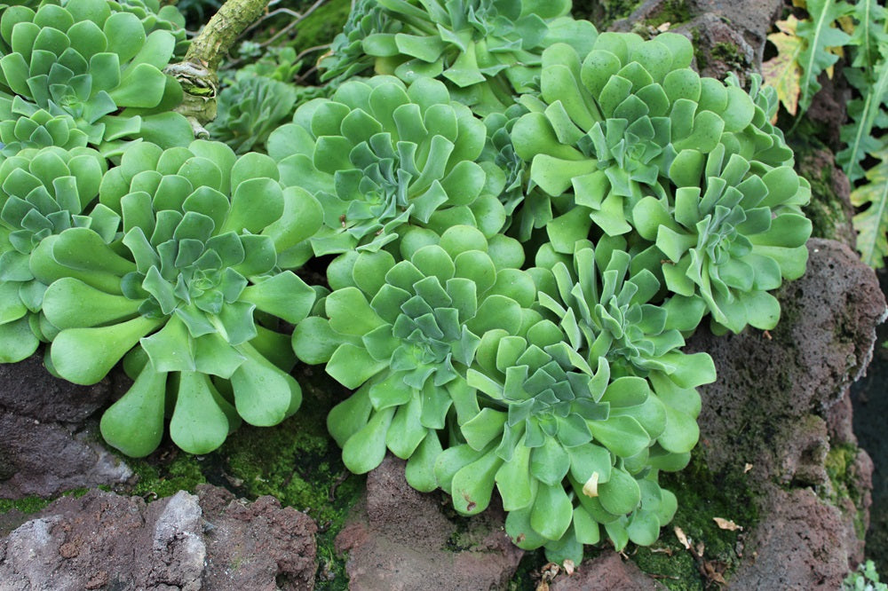 Aeonium dodrantale