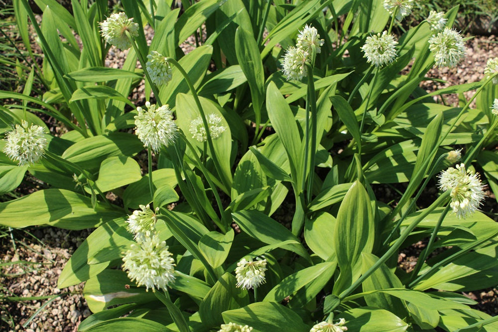 Allium victorialis - Allermannsharnisch