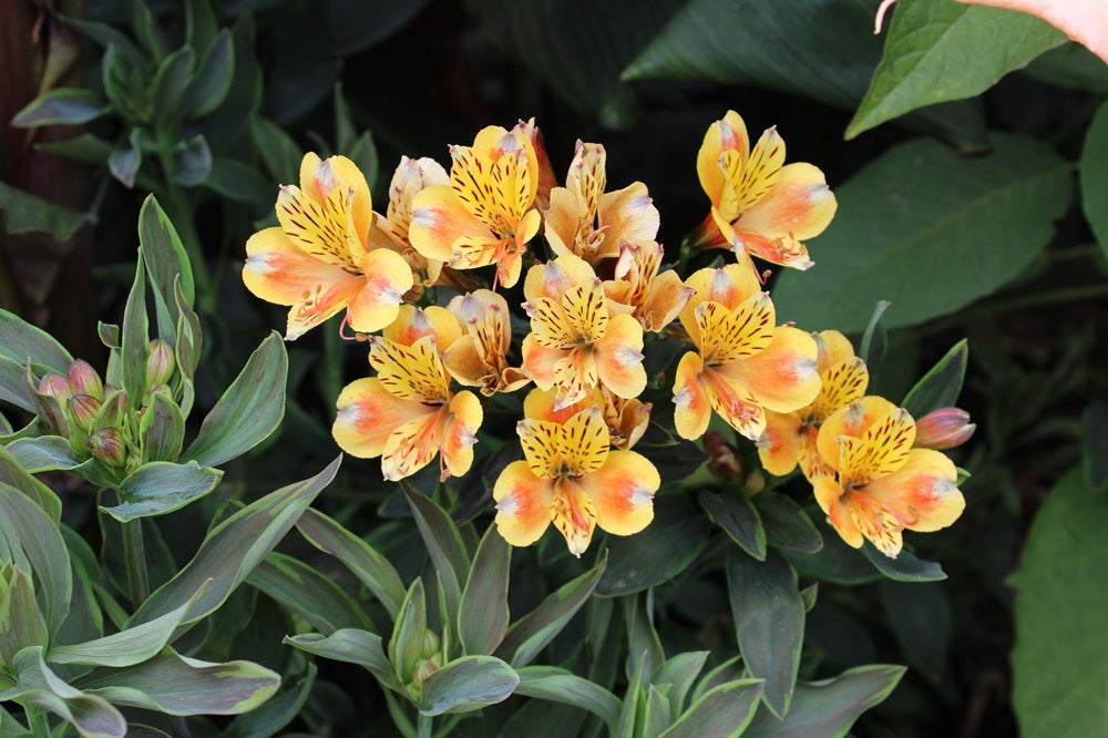 Alstroemeria x cultorum 'Summer Breeze' - Inkalilie