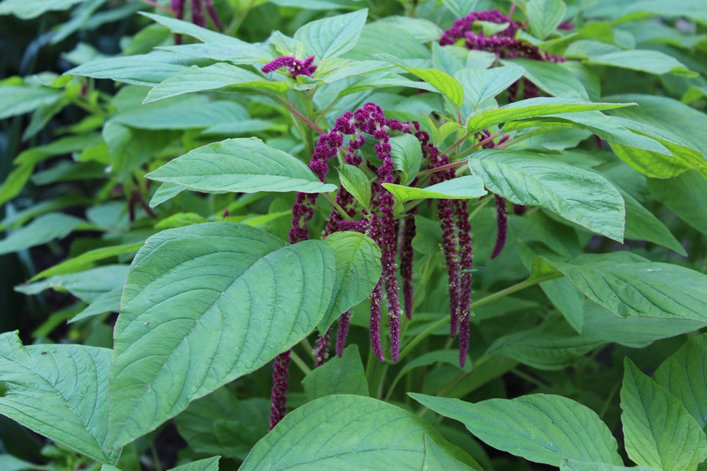 Amaranthus caudatus - Inka Korn