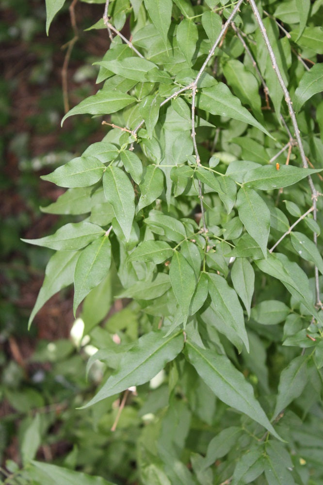 Buckleya distichophylla