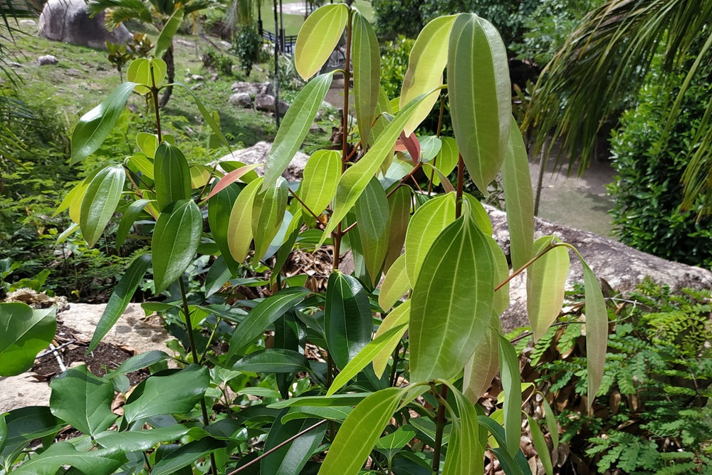 Cinnamomum verum - Echte Zimtpflanze