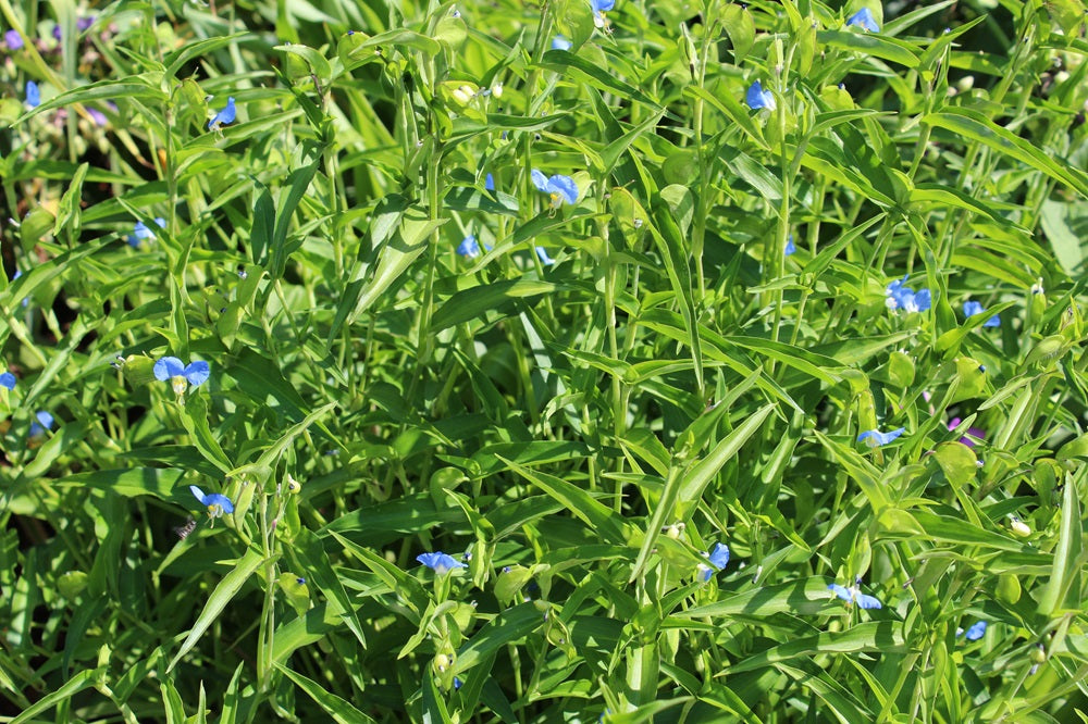 Commelina tuberosa - Blaue Tagblume