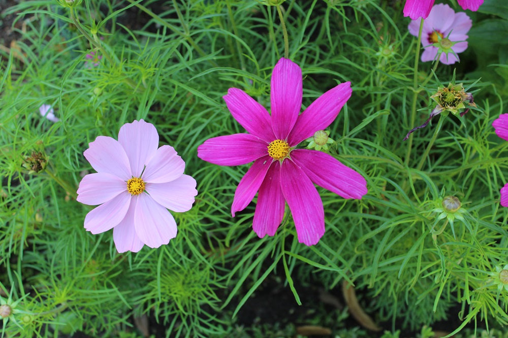 Cosmos bipinnatus - Schmuckkörbchen