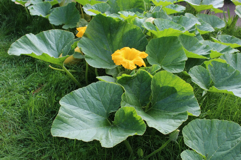 Cucurbita maxima - Riesenkürbis