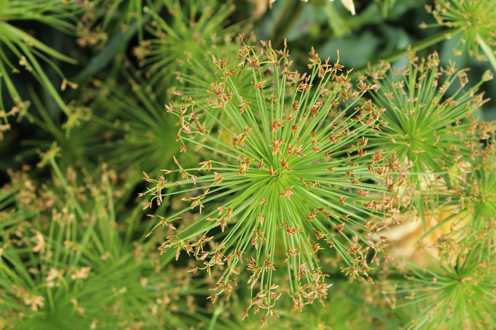 Cyperus prolifer - Zyperngras