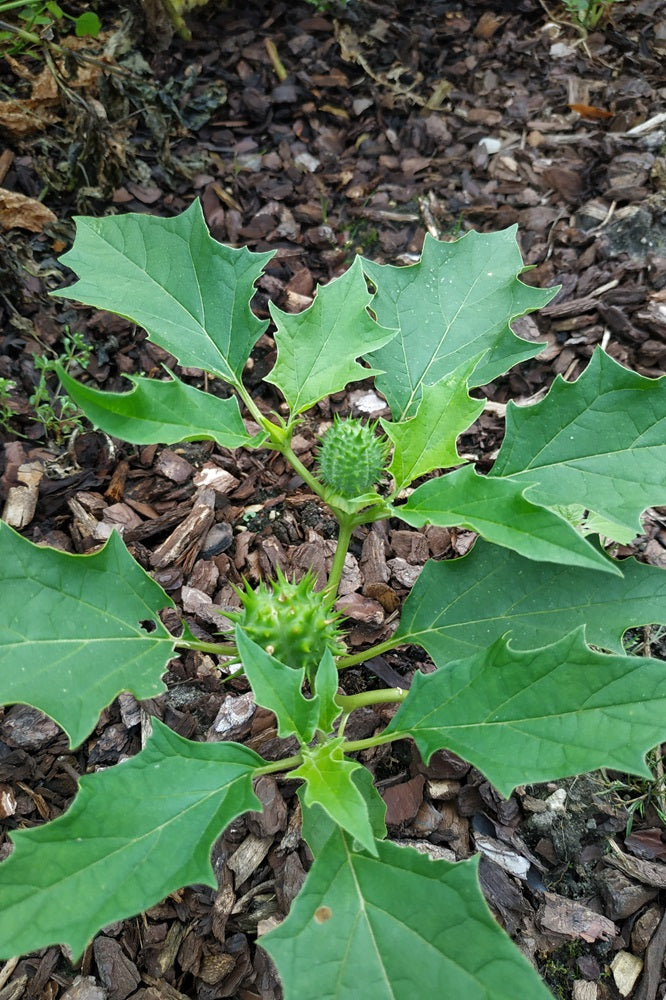 Datura stramonium - Stechapfel