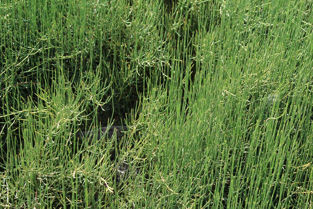 Ephedra distachya - Gewöhnliches Meerträubel