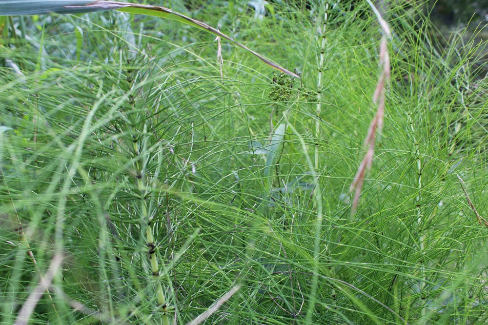 Equisetum telmateia - Riesenschachtelhalm