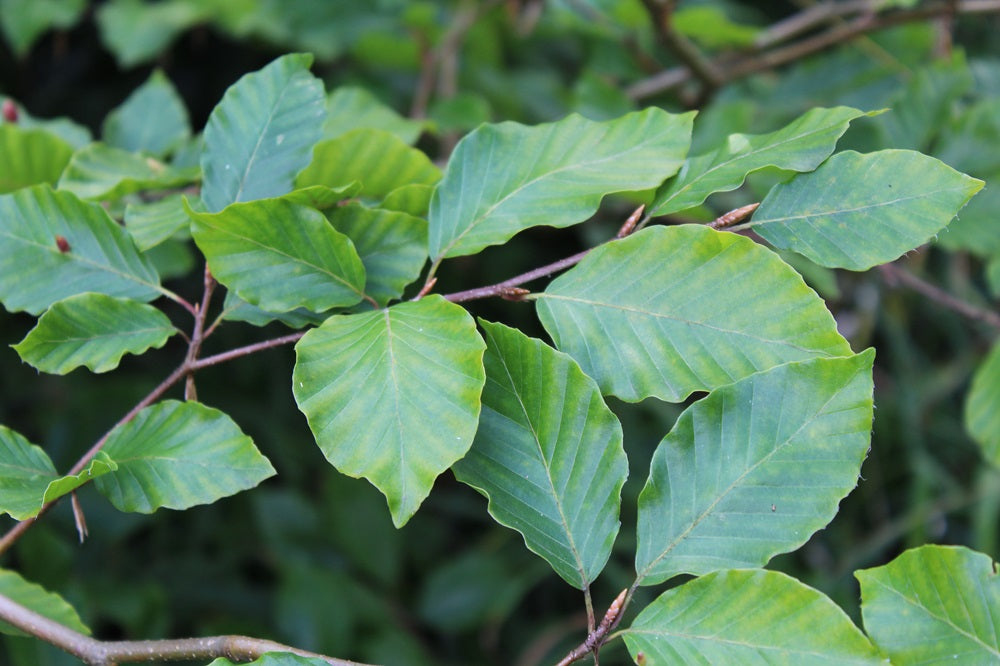 Fagus sylvatica - Rotbuche