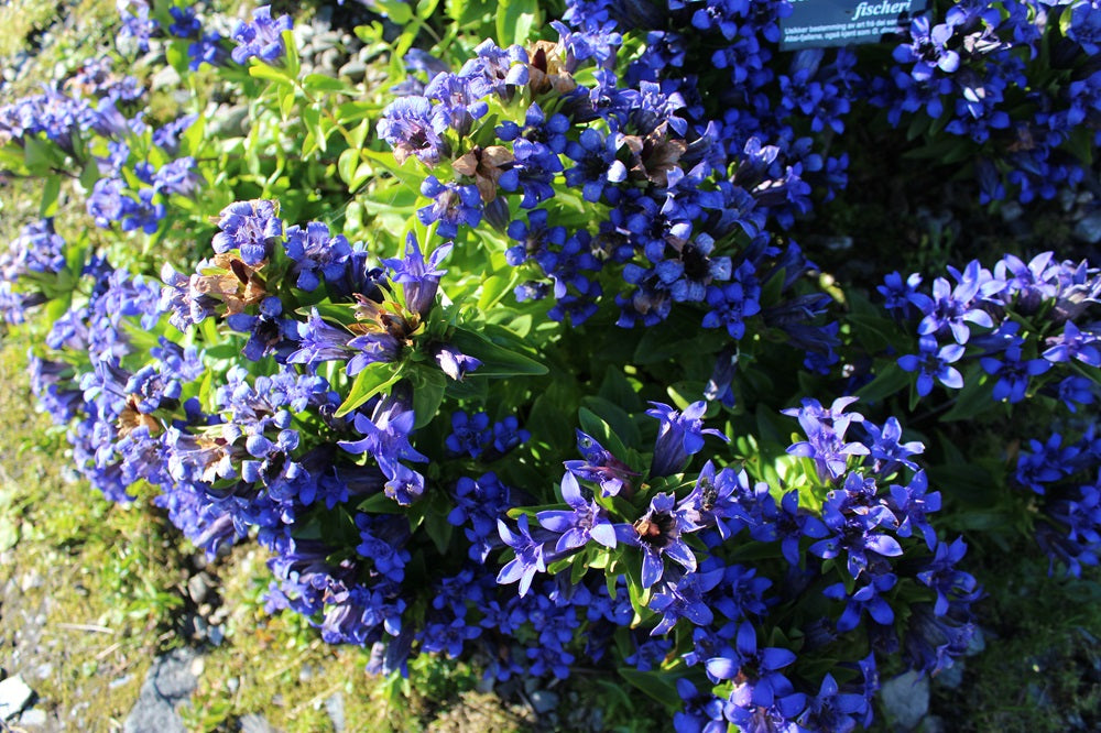 Gentiana dschungarica