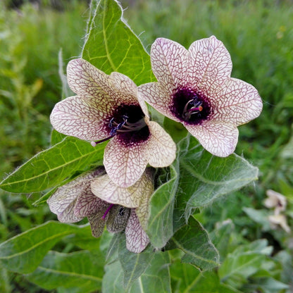 Anzuchtset Bilsenkraut - Blüten