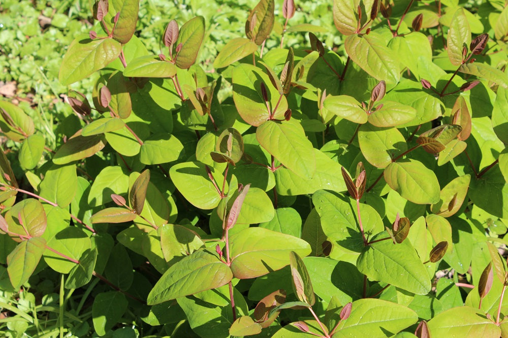 Hypericum androsaemum - Blut-Johanniskraut