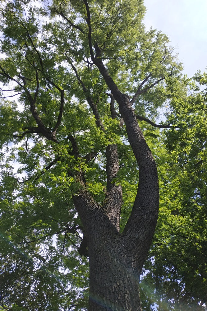 Juglans nigra - Schwarznuss