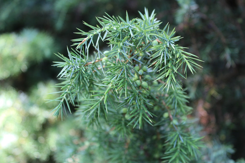 Juniperus communis - Gemeiner Wacholder