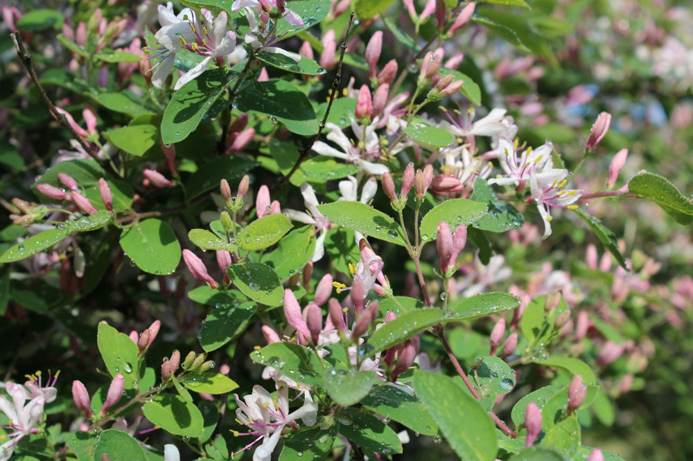 Lonicera korolkowii