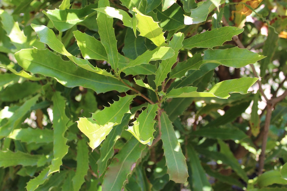 Macadamia ternifolia