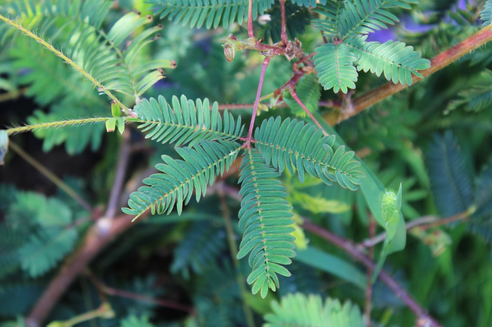 Mimosa pudica - Mimose