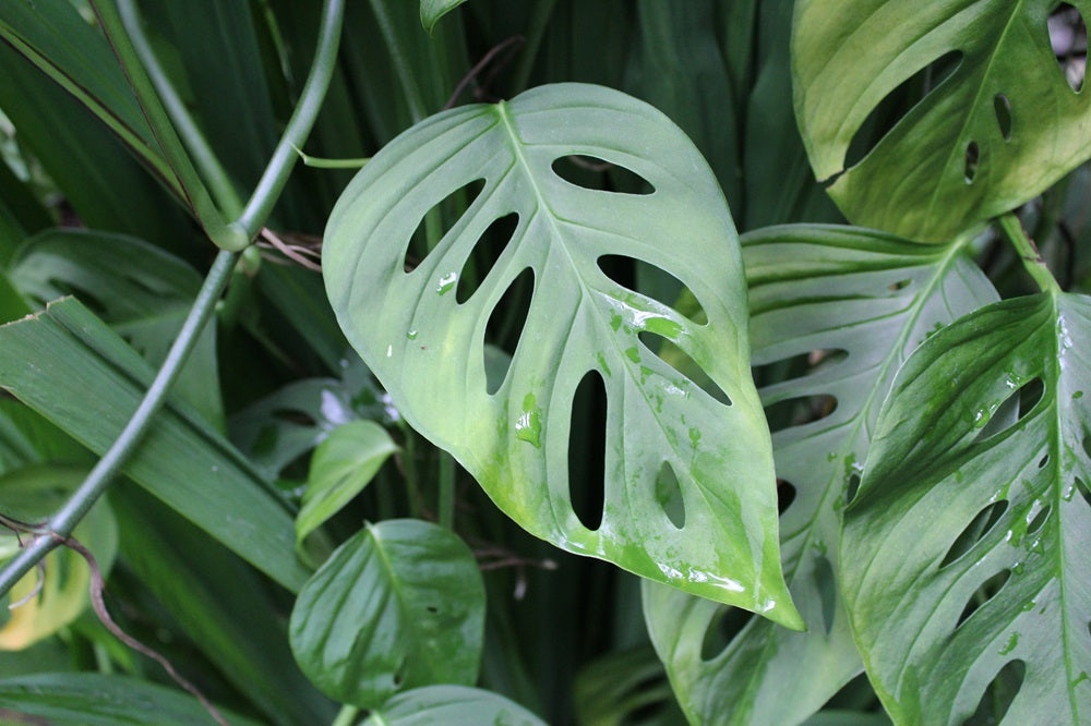 Monstera adansonii - Fensterblatt