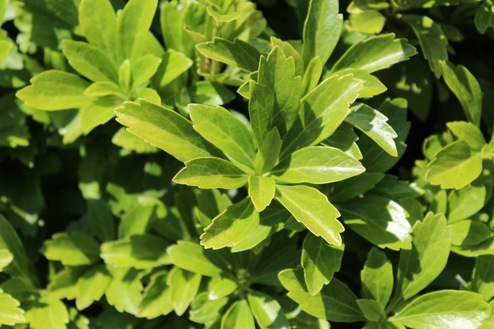 Pachysandra terminalis - Dickmännchen