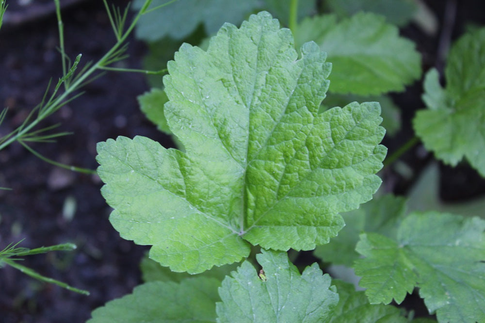 Pastinaca sativa - Pastinake