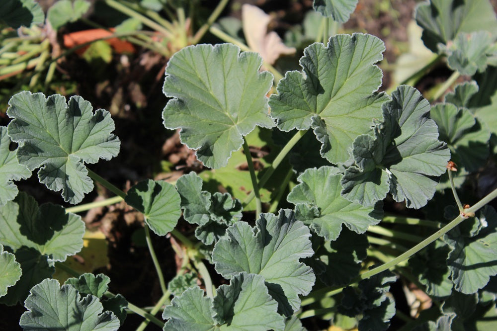 Pelargonium sidoides - Heil-Pelargonie