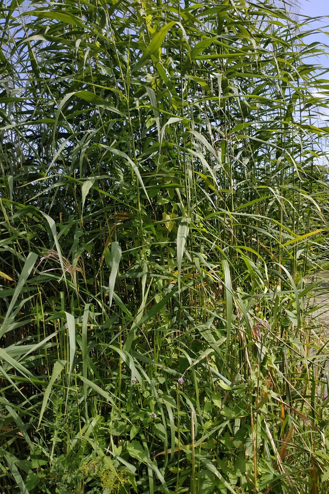 Phragmites australis - Schilfrohr