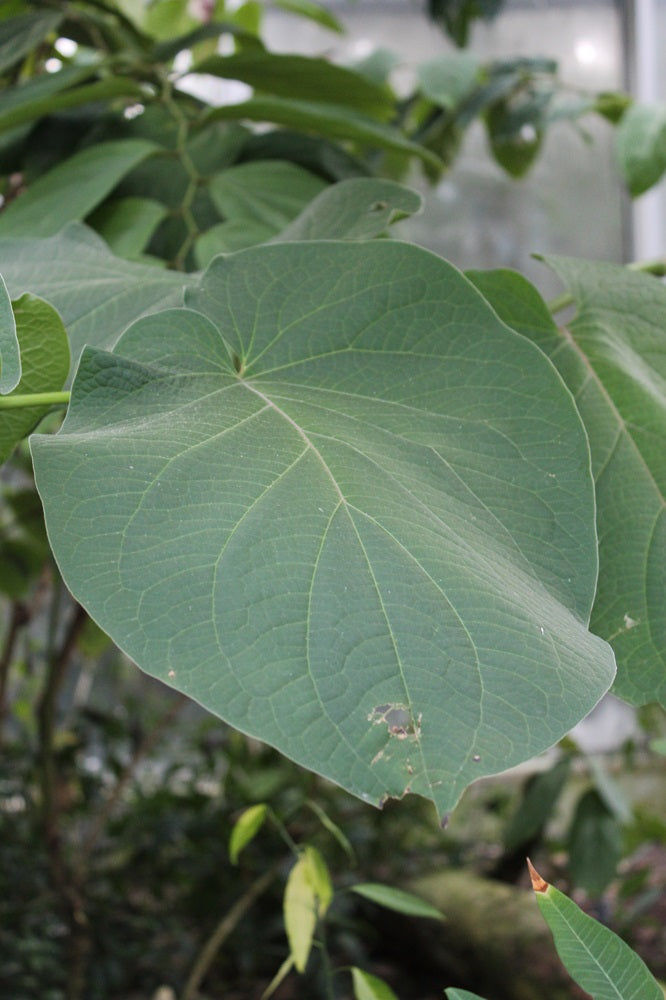 Piper auritum - Mexikanischer Blattpfeffer