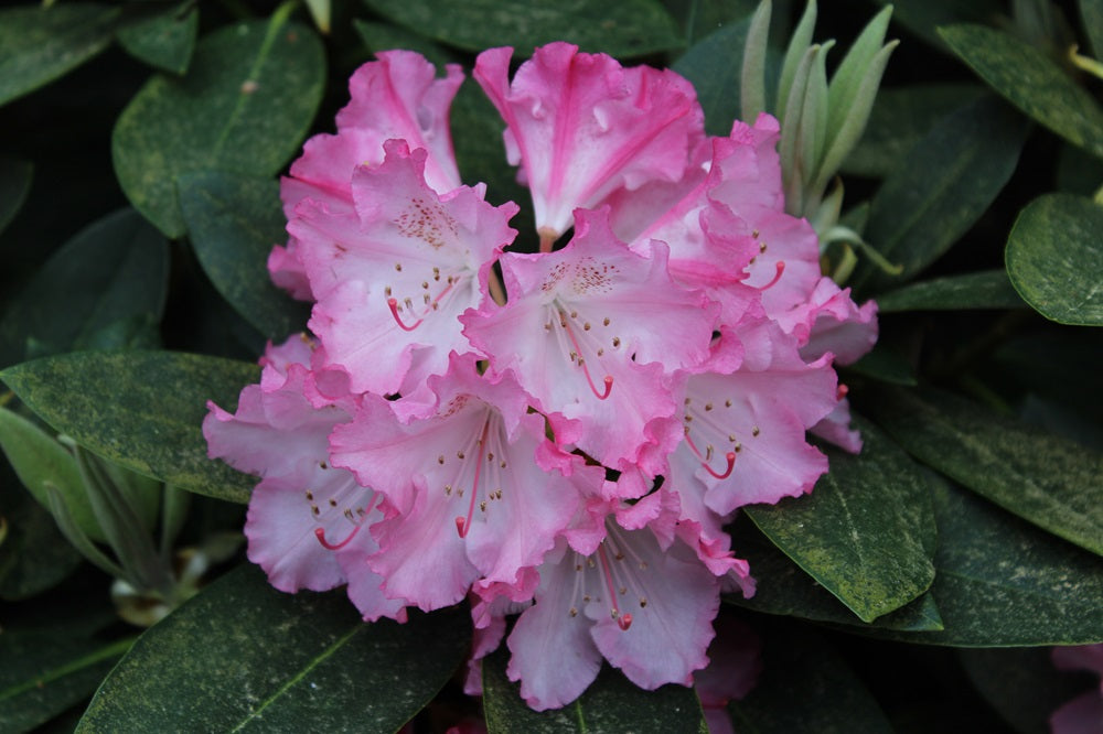 Rhododendron yakushimanum 'Pusstafeuer'