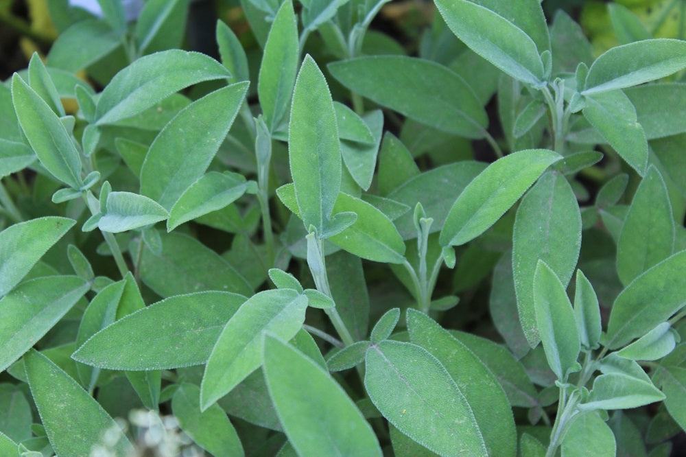 Salvia officinalis - Echter Salbei