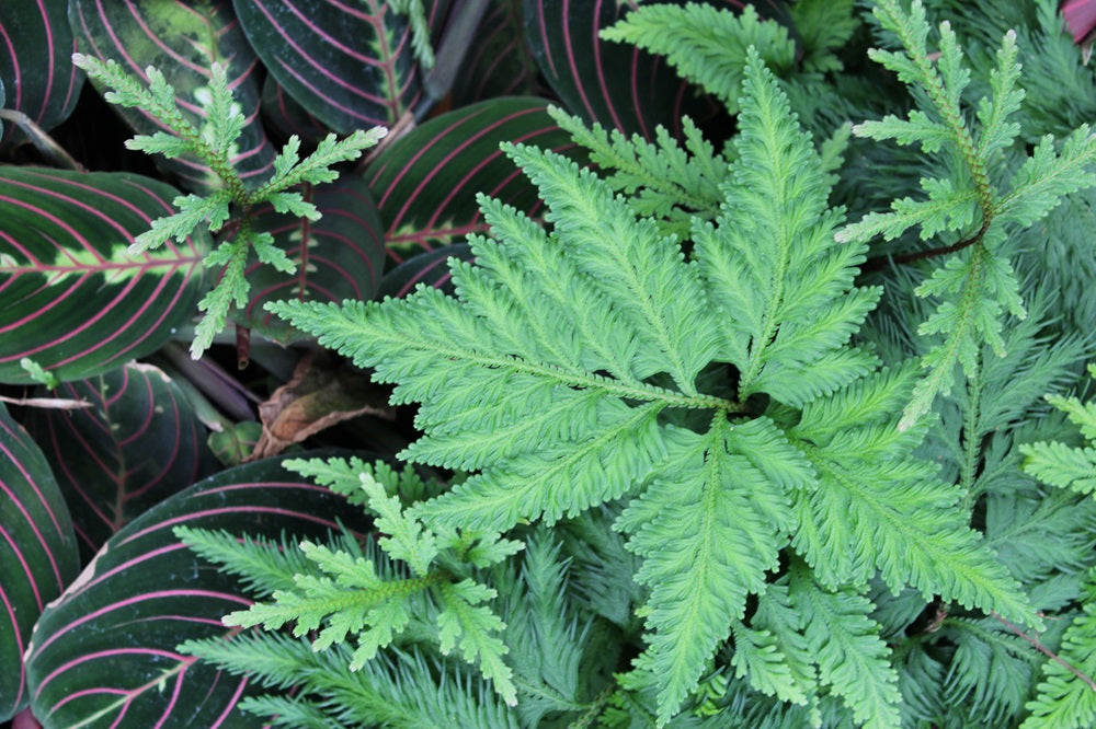 Selaginella pallescens - Blasser Moosfarn