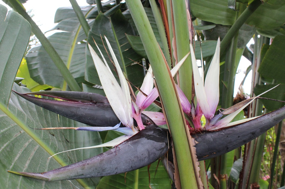 Strelitzia nicolai - Riesen Paradiesvogelblume