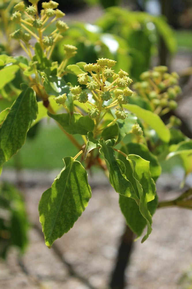 Trochodendron aralioides - Radbaum